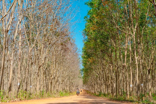 Đẹp hút hồn rừng cao su mùa thay lá ở Tây Nguyên- Ảnh 10.