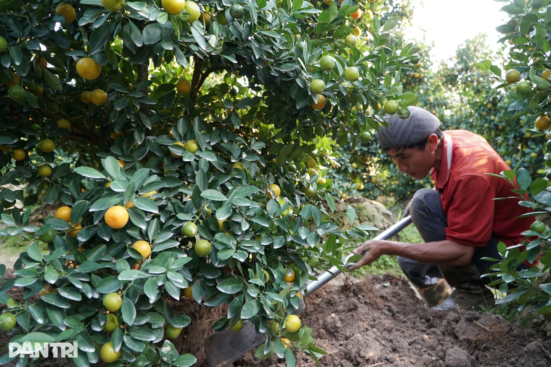 Niềm vui nơi người dân nín thở mong trời lạnh giá - 11