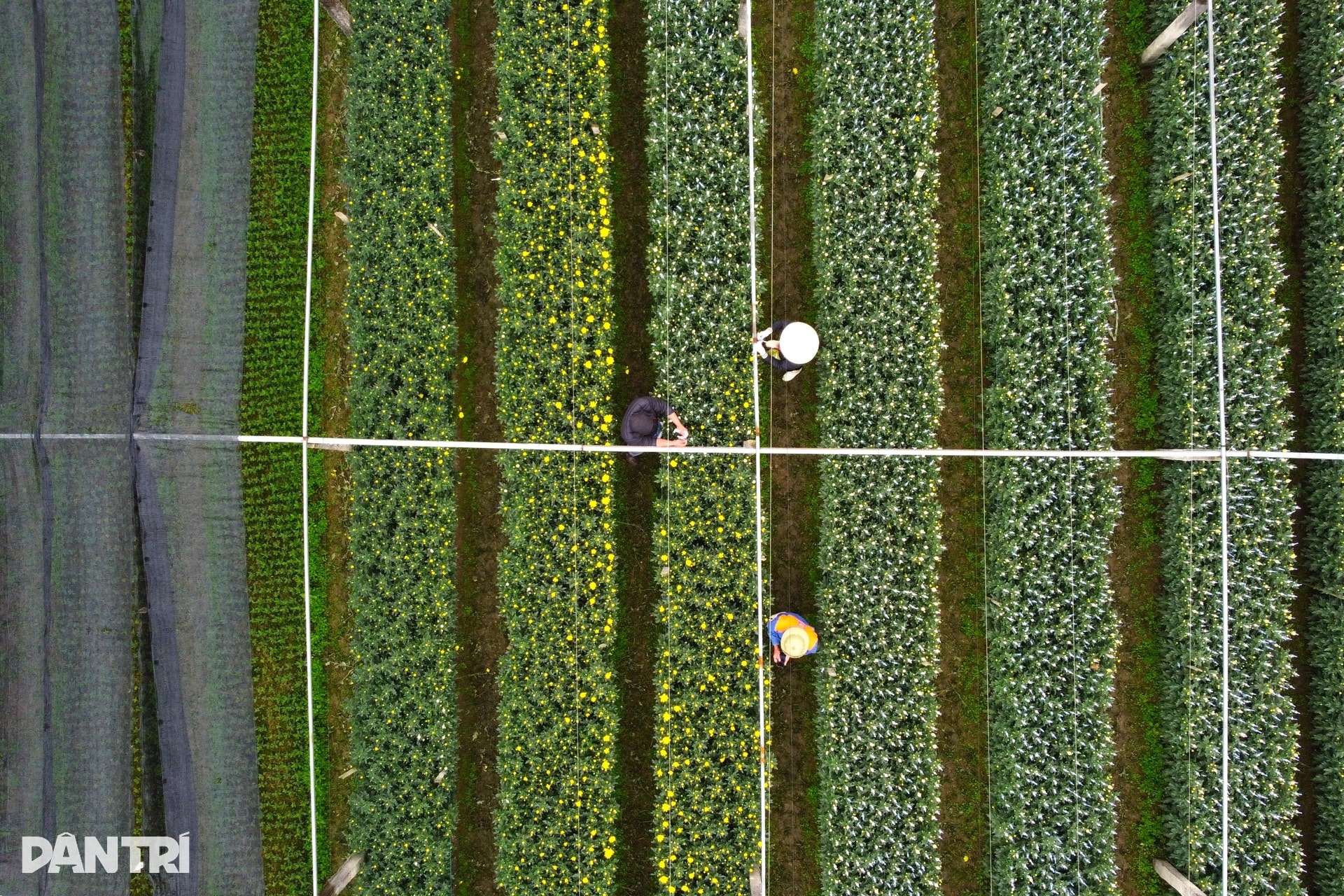 Niềm vui nơi người dân nín thở mong trời lạnh giá - 2