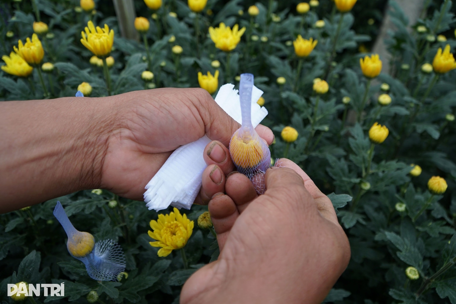 Niềm vui nơi người dân nín thở mong trời lạnh giá - 4