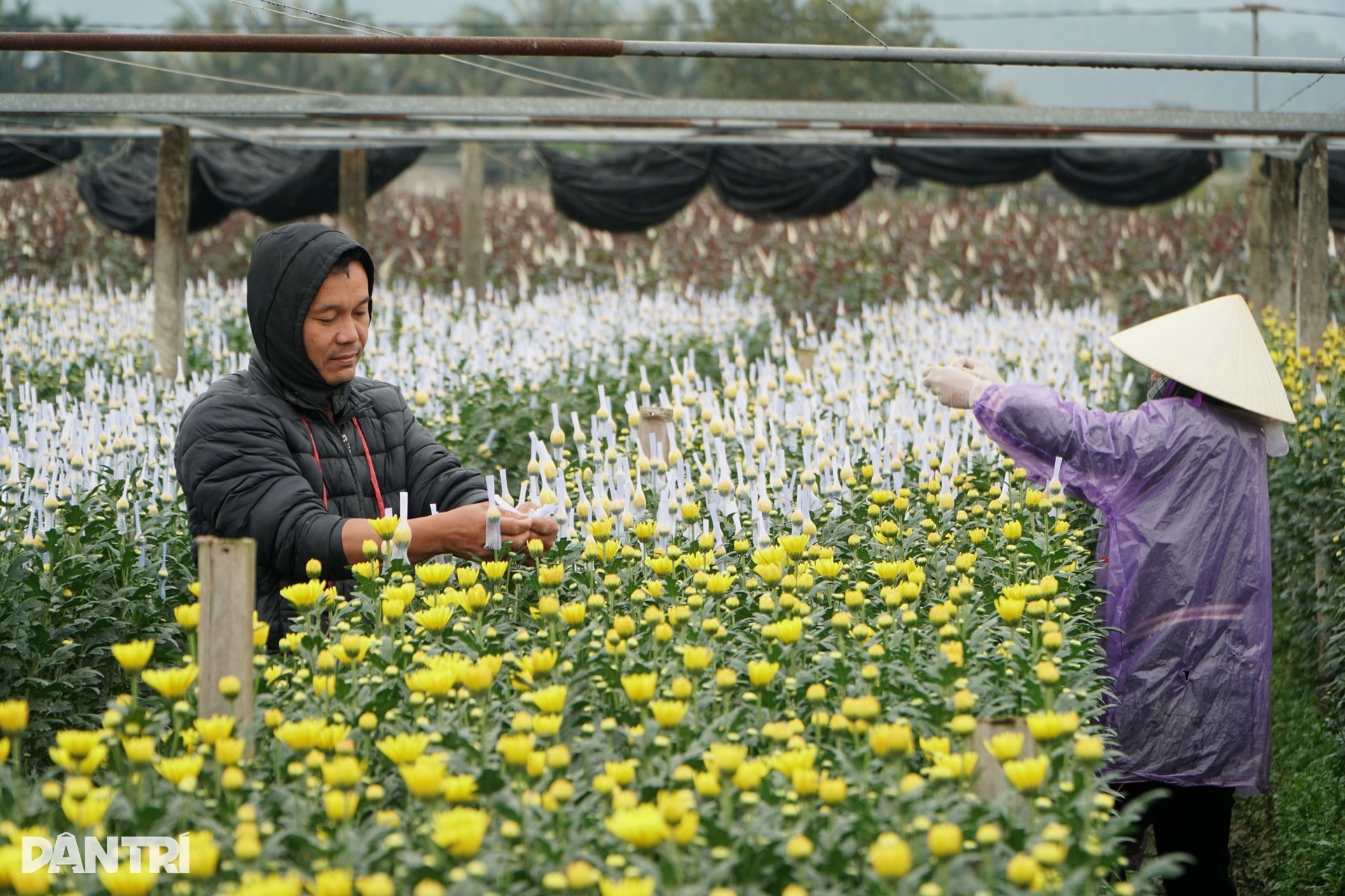 Niềm vui nơi người dân nín thở mong trời lạnh giá - 1