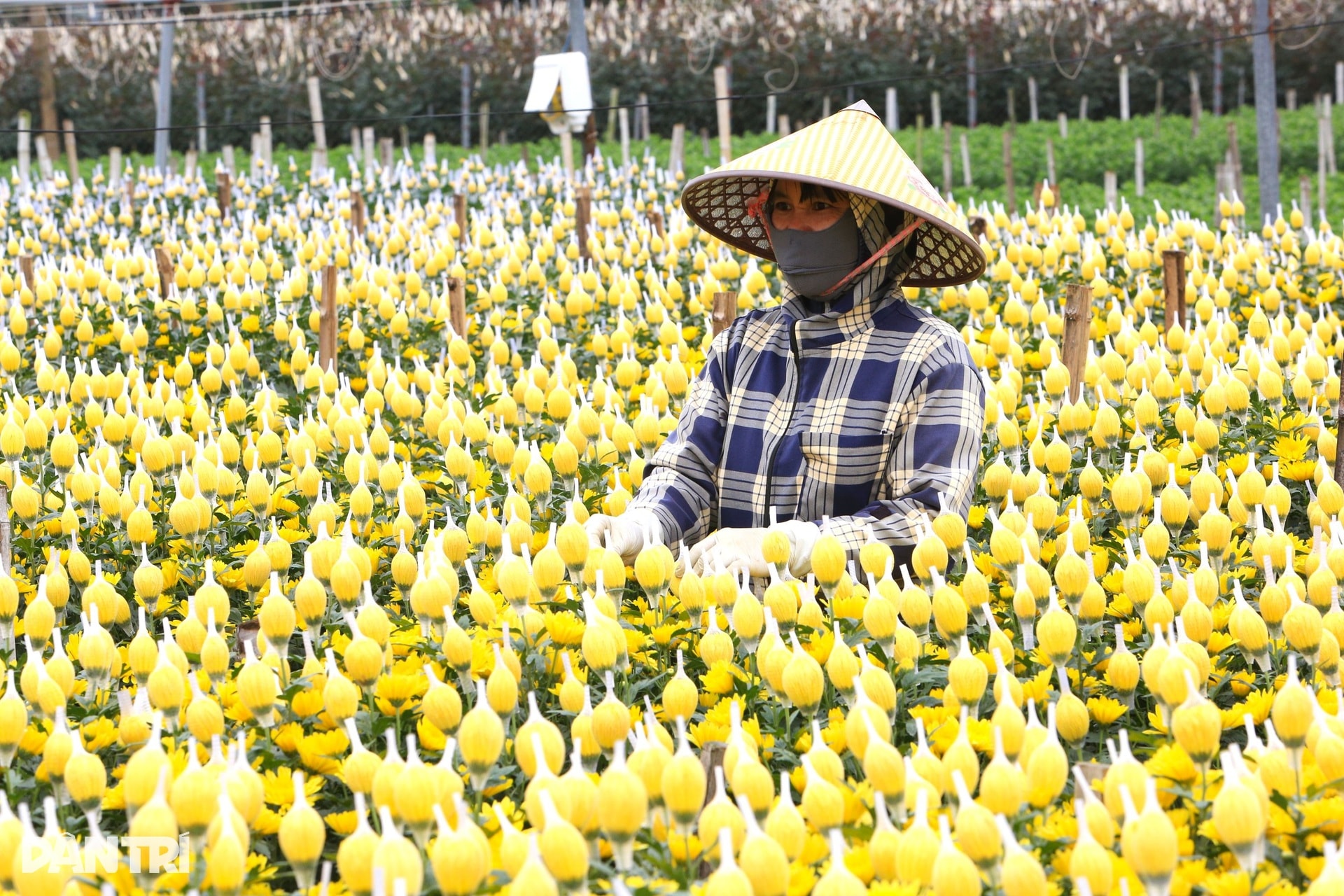 Niềm vui nơi người dân nín thở mong trời lạnh giá - 3