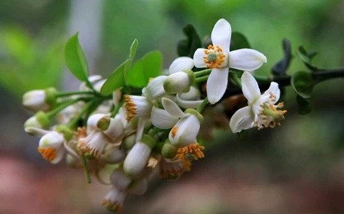 Hoa bưởi thường được người Việt cắt vài nhành đặt lên mâm ngũ quả, dâng bàn thờ. Ảnh: Lê Bích