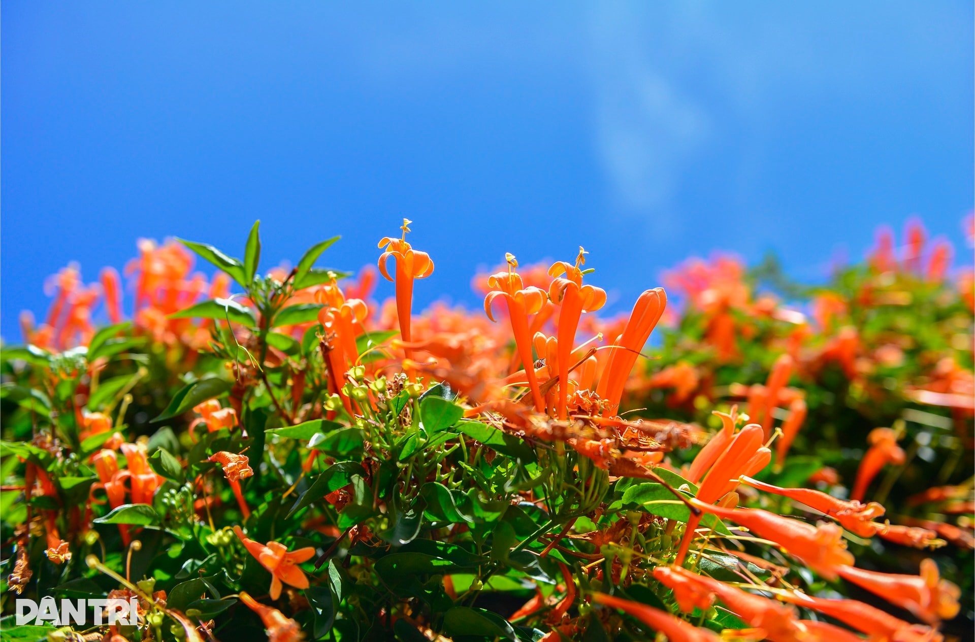 Choáng ngợp với căn nhà phủ kín hoa xác pháo ở Lâm Đồng - 4