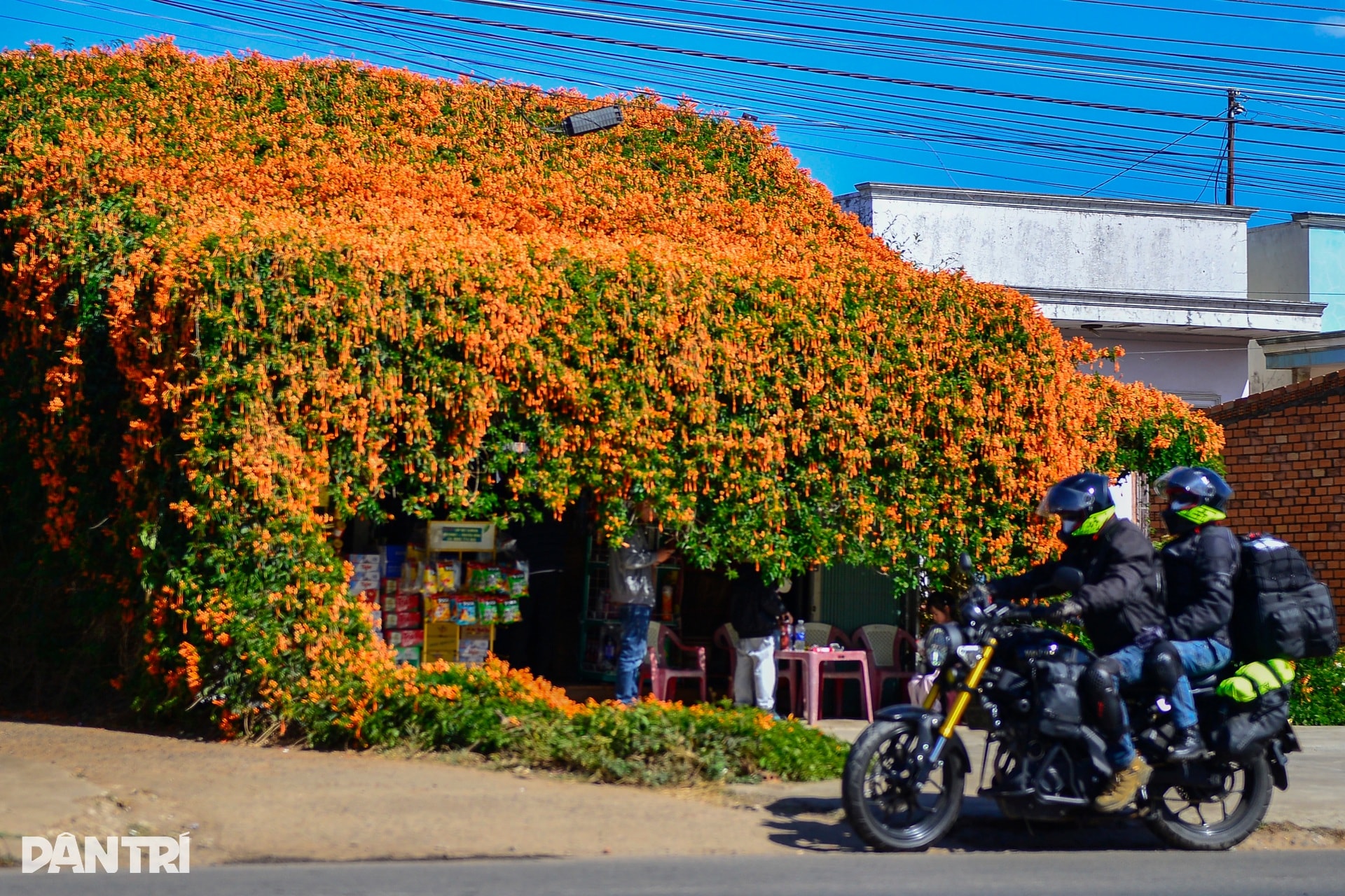 Choáng ngợp với căn nhà phủ kín hoa xác pháo ở Lâm Đồng - 2