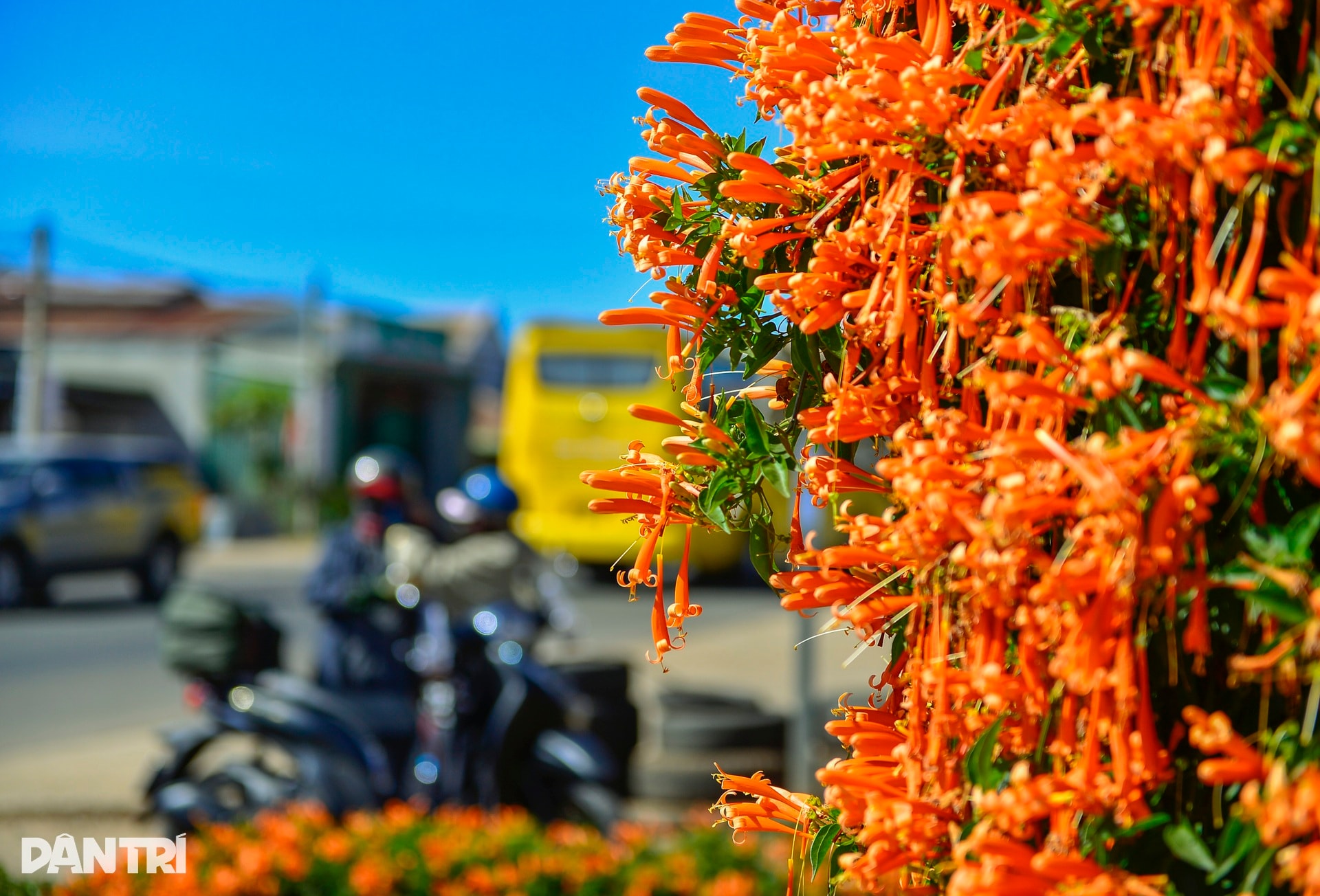 Choáng ngợp với căn nhà phủ kín hoa xác pháo ở Lâm Đồng - 7