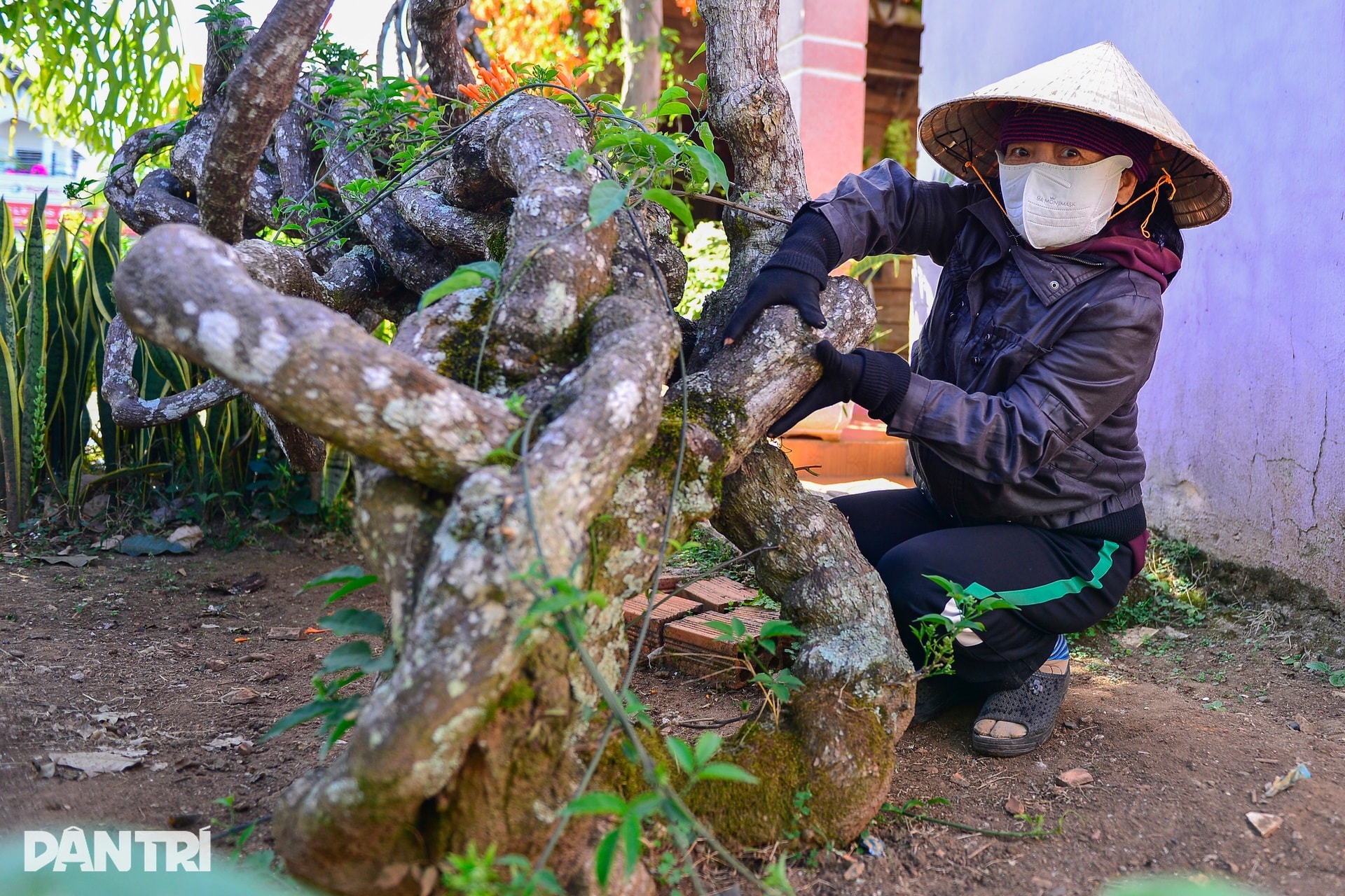 Choáng ngợp với căn nhà phủ kín hoa xác pháo ở Lâm Đồng - 3