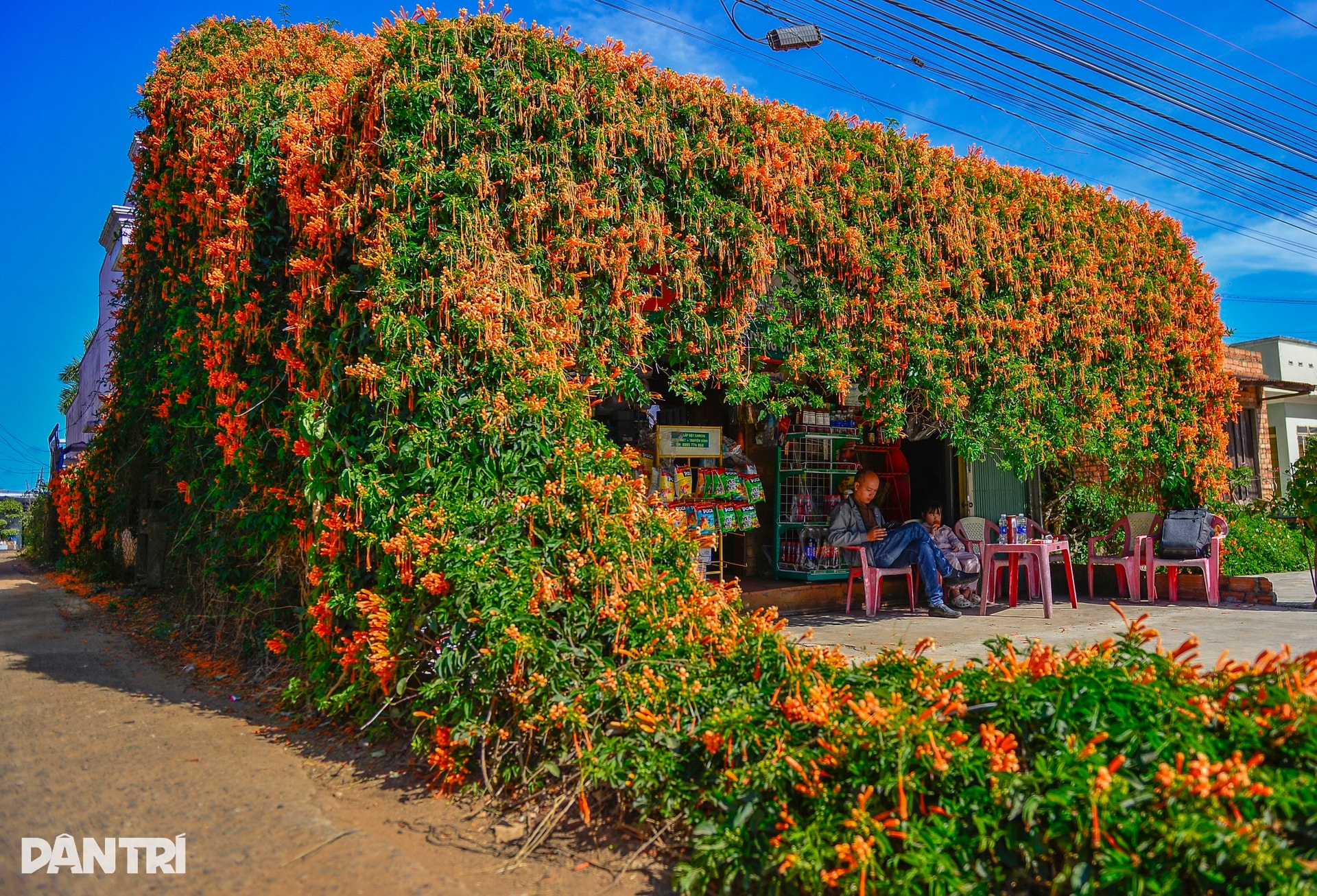 Choáng ngợp với căn nhà phủ kín hoa xác pháo ở Lâm Đồng - 1