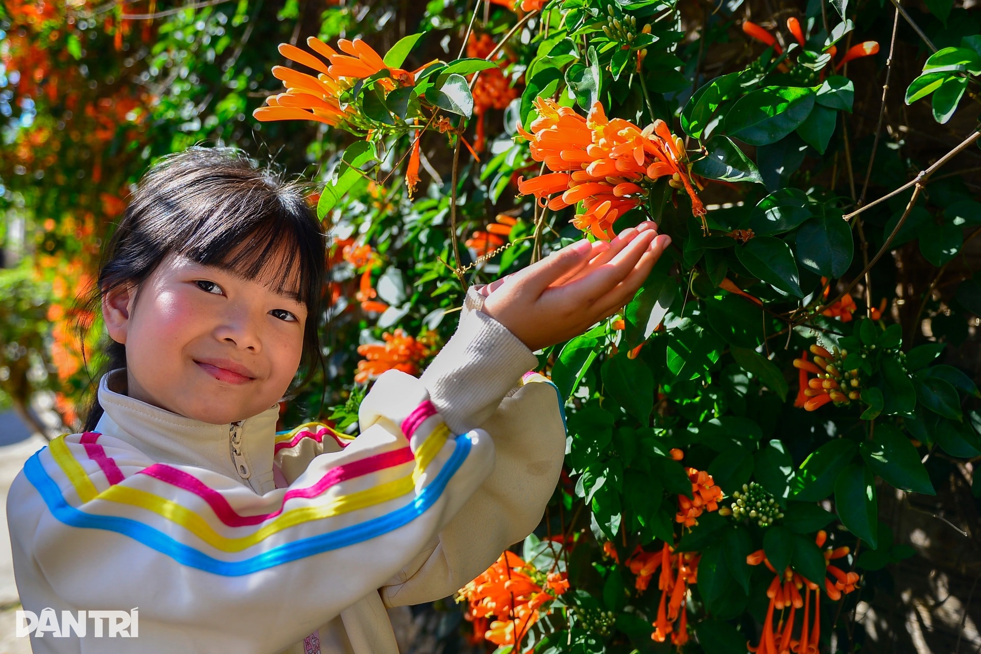 Choáng ngợp với căn nhà phủ kín hoa xác pháo ở Lâm Đồng - 8