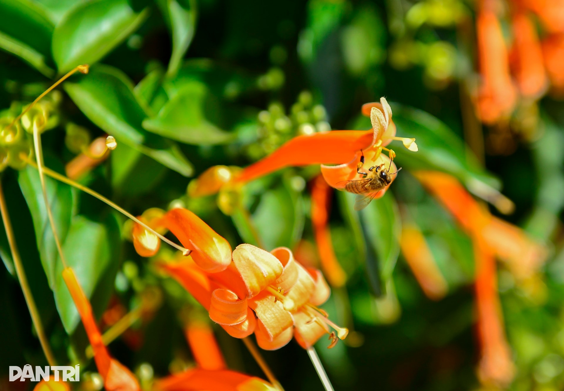 Choáng ngợp với căn nhà phủ kín hoa xác pháo ở Lâm Đồng - 6