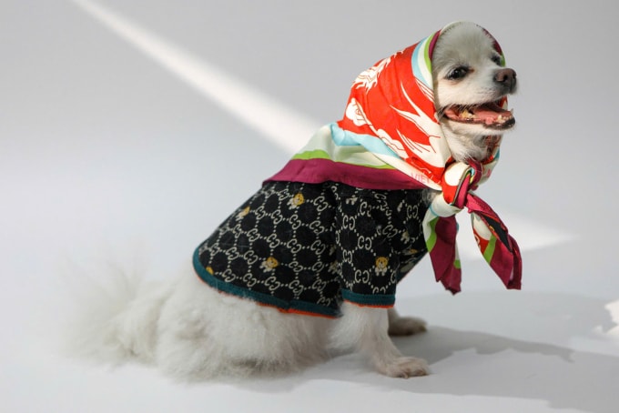 Chú chó của Minh An, 27 tuổi, phường Hai Bà Trưng, Hà Nội. Ảnh: Nhân vật cung cấp