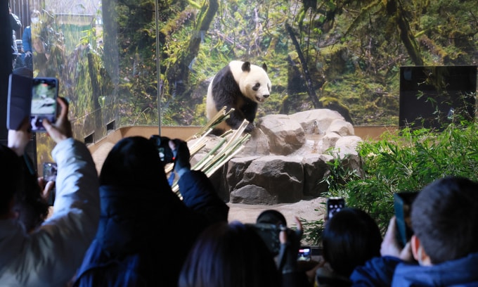 Khách tham quan chụp ảnh gấu trúc Xiao Xiao tại sở thú Ueno, Tokyo, Nhật Bản ngày 25/1. Ảnh: AFP