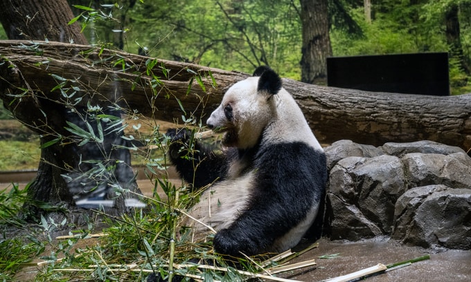 Gấu trúc Lei Lei ăn trong chuồng tại sở thú Ueno, Tokyo, Nhật Bản ngày 25/1. Ảnh: AFP