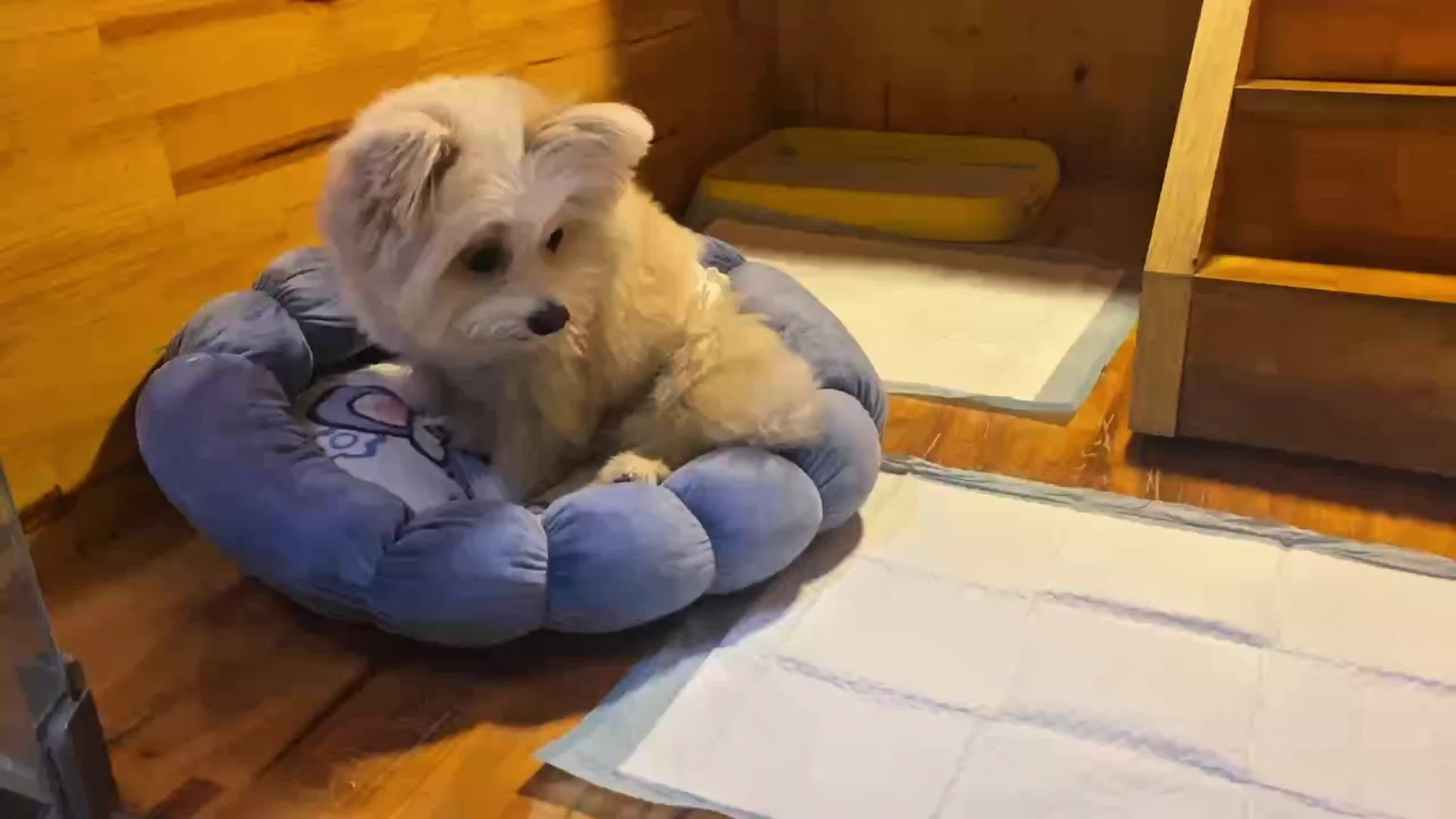 Chật vật tìm ‘khách sạn’ cho thú cưng nghỉ Tết