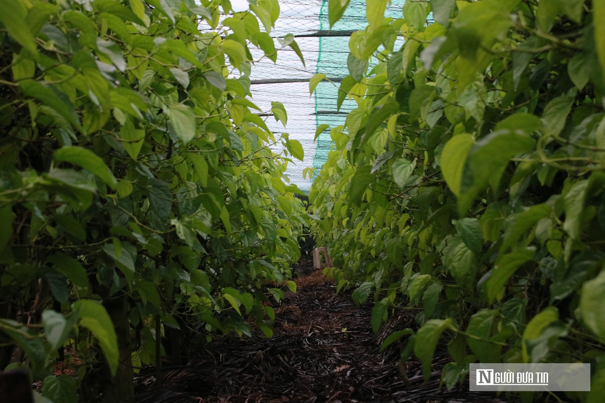 Người dân trồng loài cây "đếm lá tính tiền" tất bật vào vụ Tết- Ảnh 2. Người dân trồng loài cây "đếm lá tính tiền" tất bật vào vụ Tết- Ảnh 2.