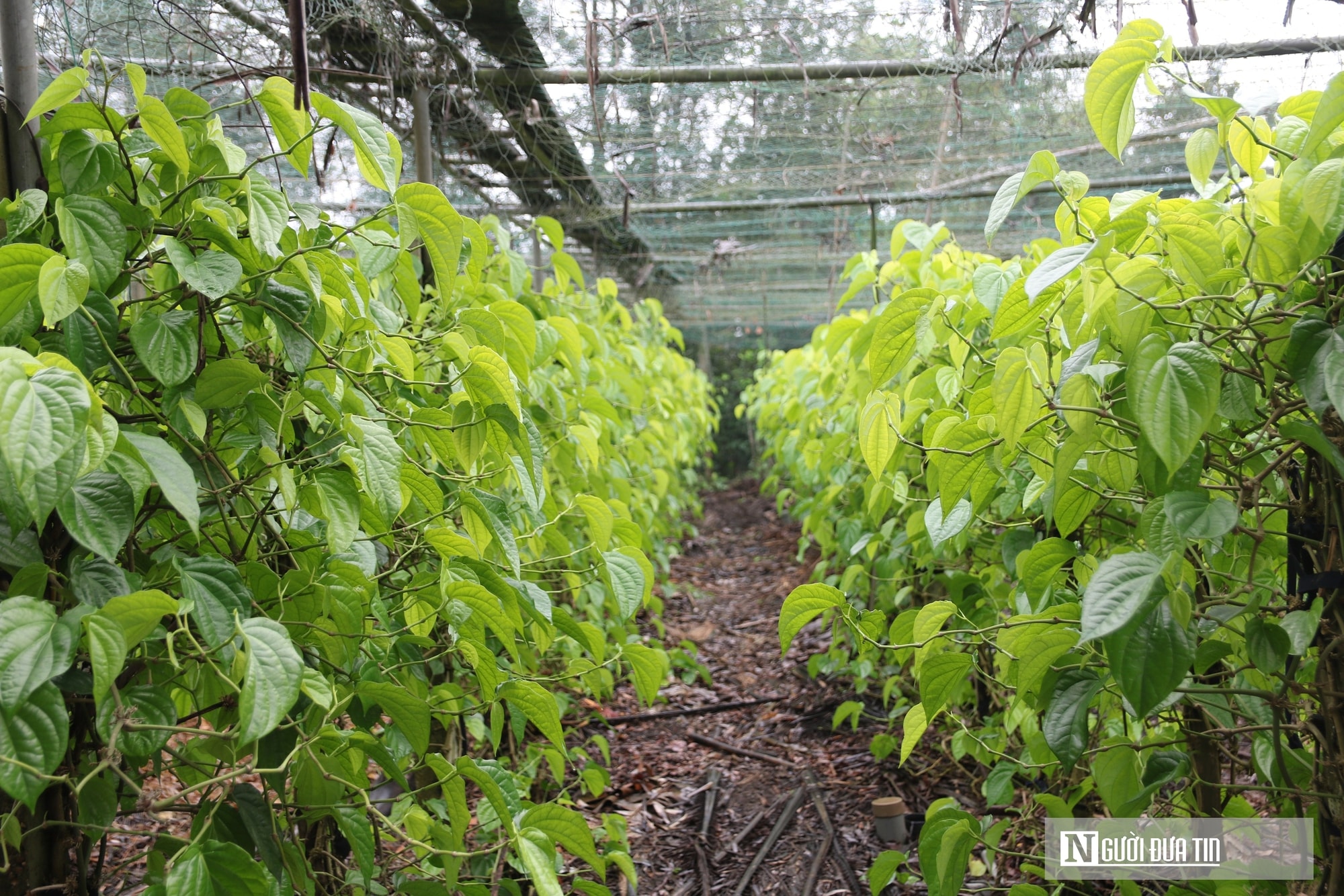Người dân trồng loài cây "đếm lá tính tiền" tất bật vào vụ Tết- Ảnh 1. Người dân trồng loài cây "đếm lá tính tiền" tất bật vào vụ Tết- Ảnh 1.