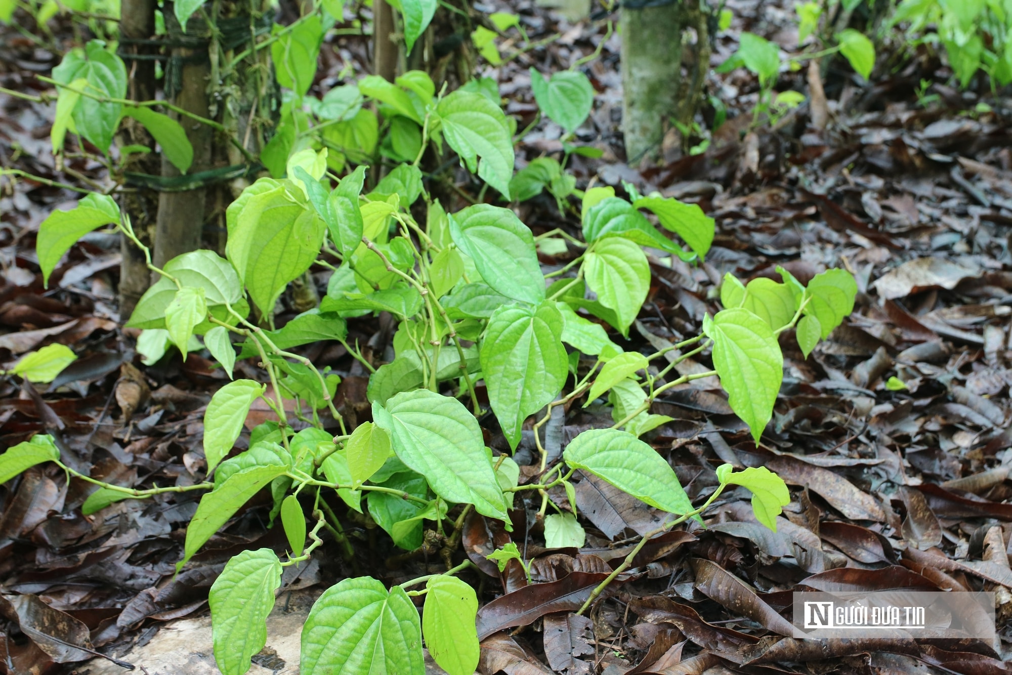 Người dân trồng loài cây "đếm lá tính tiền" tất bật vào vụ Tết- Ảnh 5. Người dân trồng loài cây "đếm lá tính tiền" tất bật vào vụ Tết- Ảnh 5.