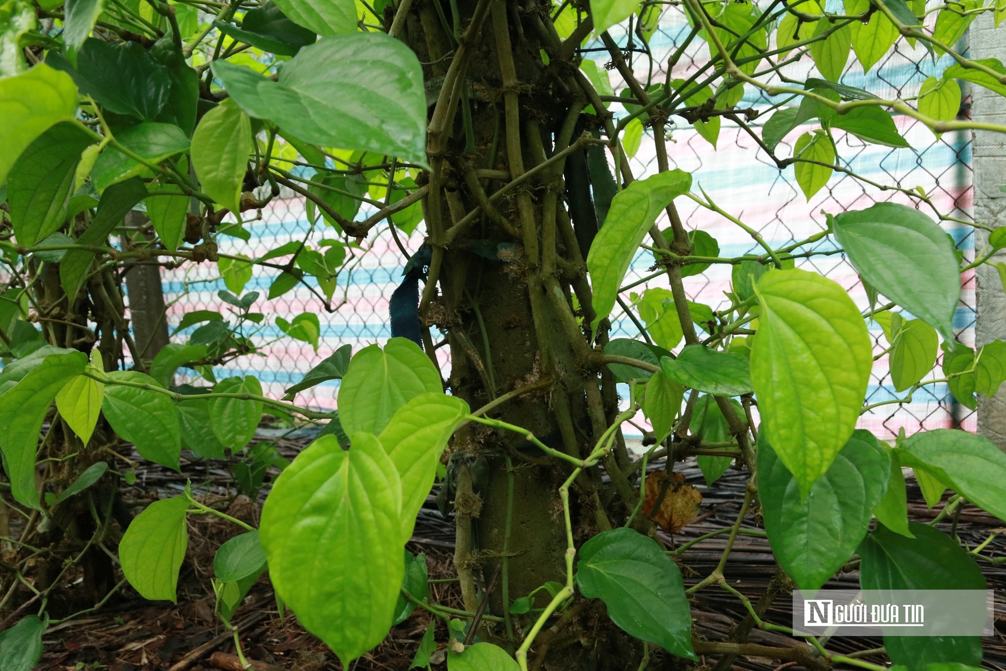 Người dân trồng loài cây "đếm lá tính tiền" tất bật vào vụ Tết- Ảnh 7. Người dân trồng loài cây "đếm lá tính tiền" tất bật vào vụ Tết- Ảnh 7.