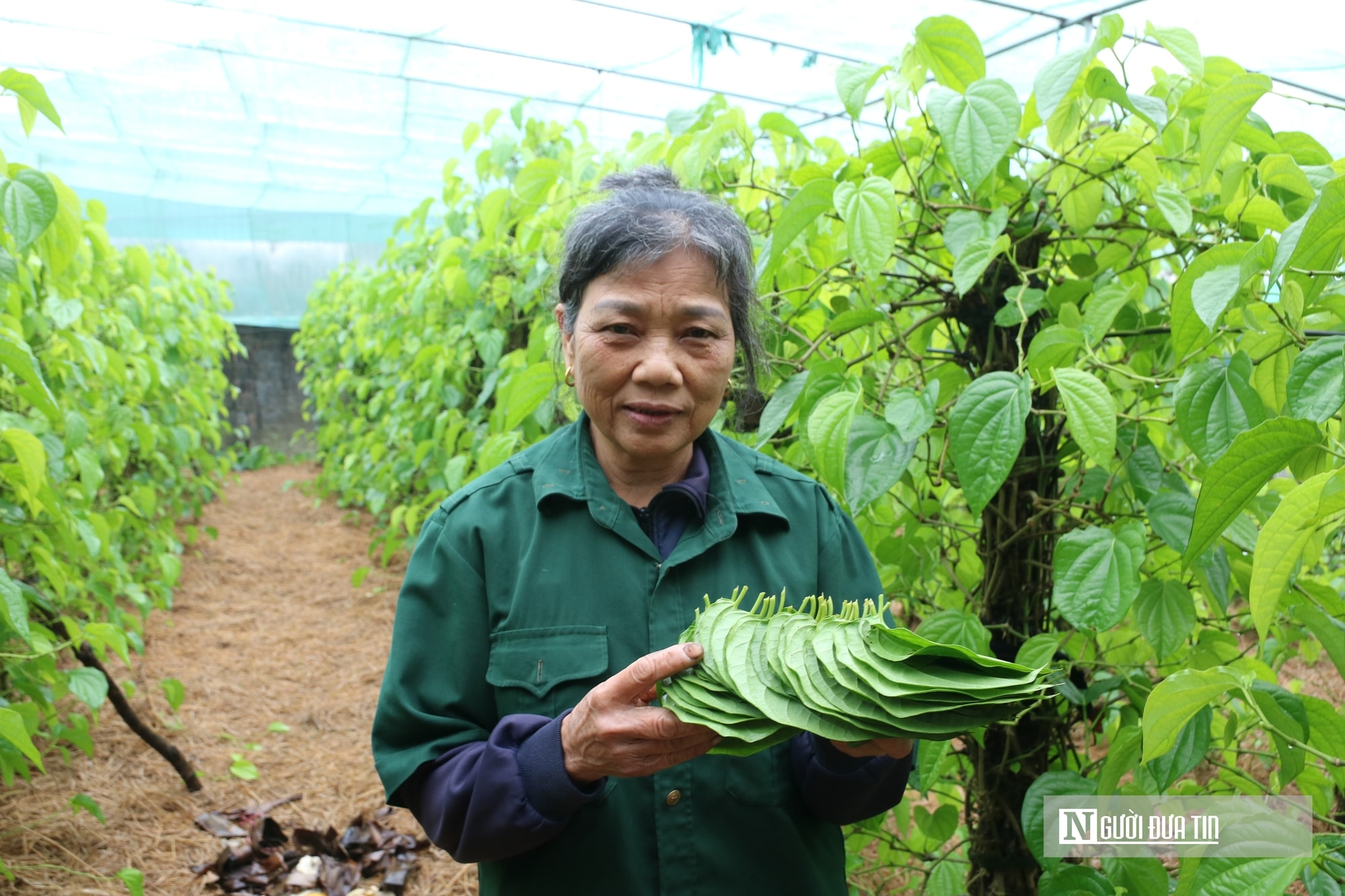Người dân trồng loài cây "đếm lá tính tiền" tất bật vào vụ Tết- Ảnh 9. Người dân trồng loài cây "đếm lá tính tiền" tất bật vào vụ Tết- Ảnh 9.