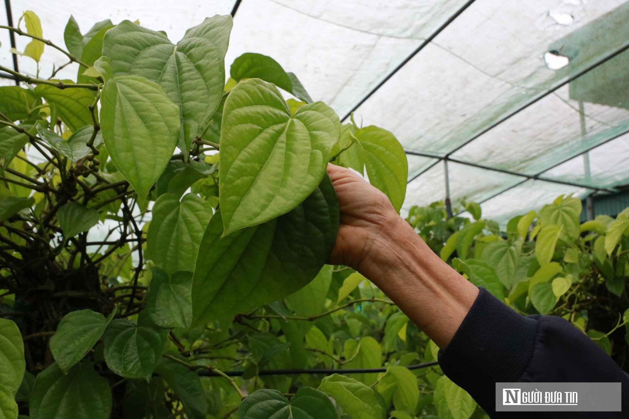 Người dân trồng loài cây "đếm lá tính tiền" tất bật vào vụ Tết- Ảnh 10. Người dân trồng loài cây "đếm lá tính tiền" tất bật vào vụ Tết- Ảnh 10.