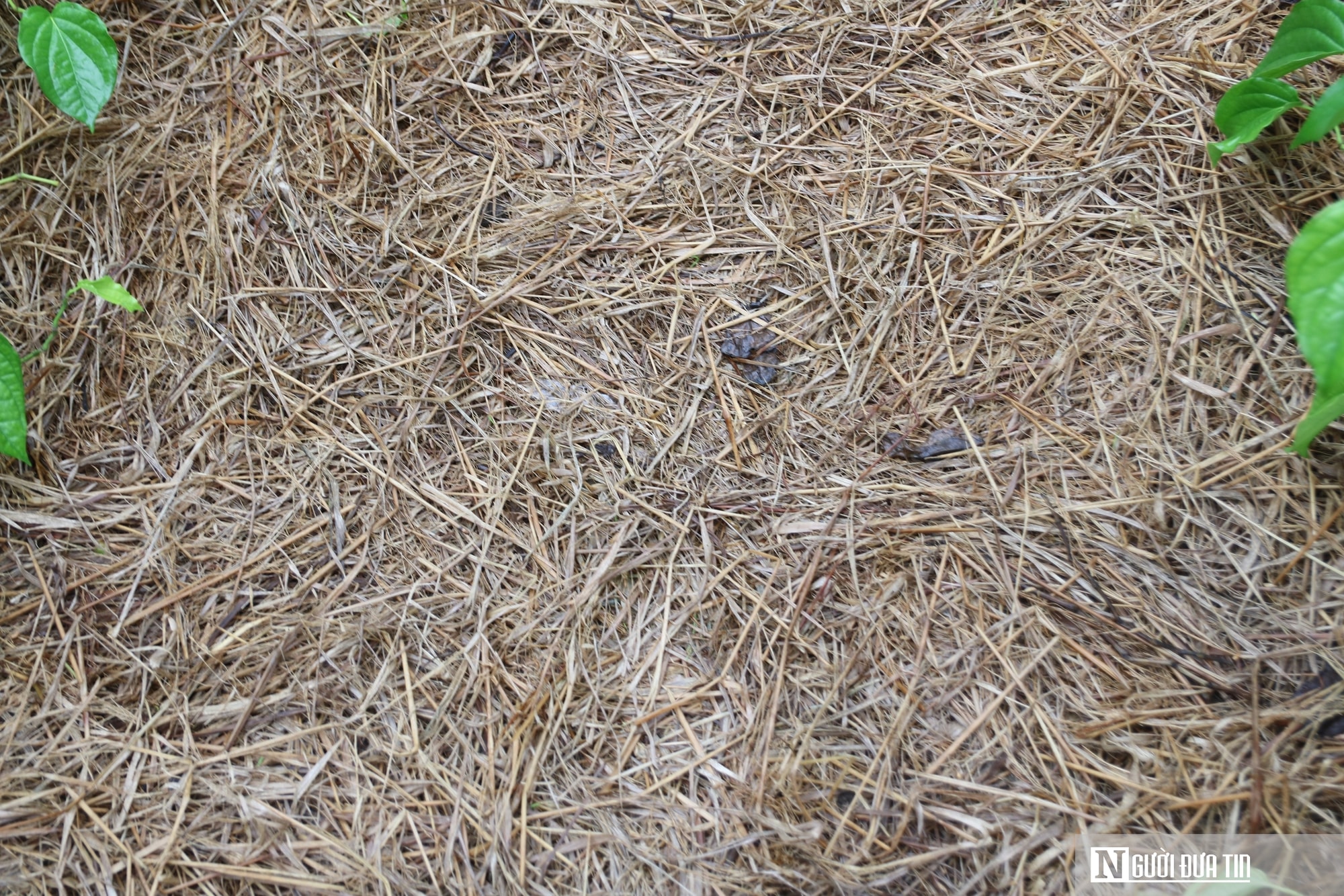 Người dân trồng loài cây "đếm lá tính tiền" tất bật vào vụ Tết- Ảnh 13. Người dân trồng loài cây "đếm lá tính tiền" tất bật vào vụ Tết- Ảnh 13.