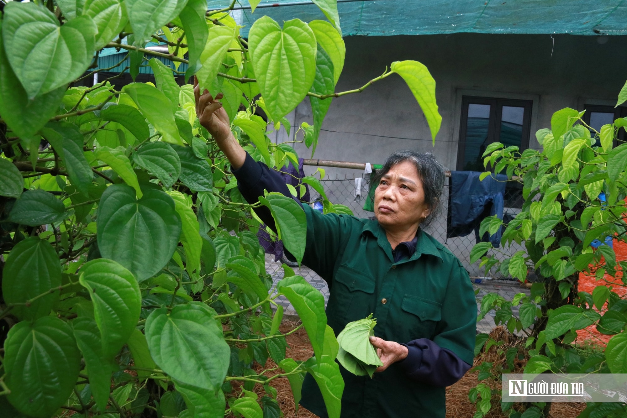 Người dân trồng loài cây "đếm lá tính tiền" tất bật vào vụ Tết- Ảnh 14. Người dân trồng loài cây "đếm lá tính tiền" tất bật vào vụ Tết- Ảnh 14.