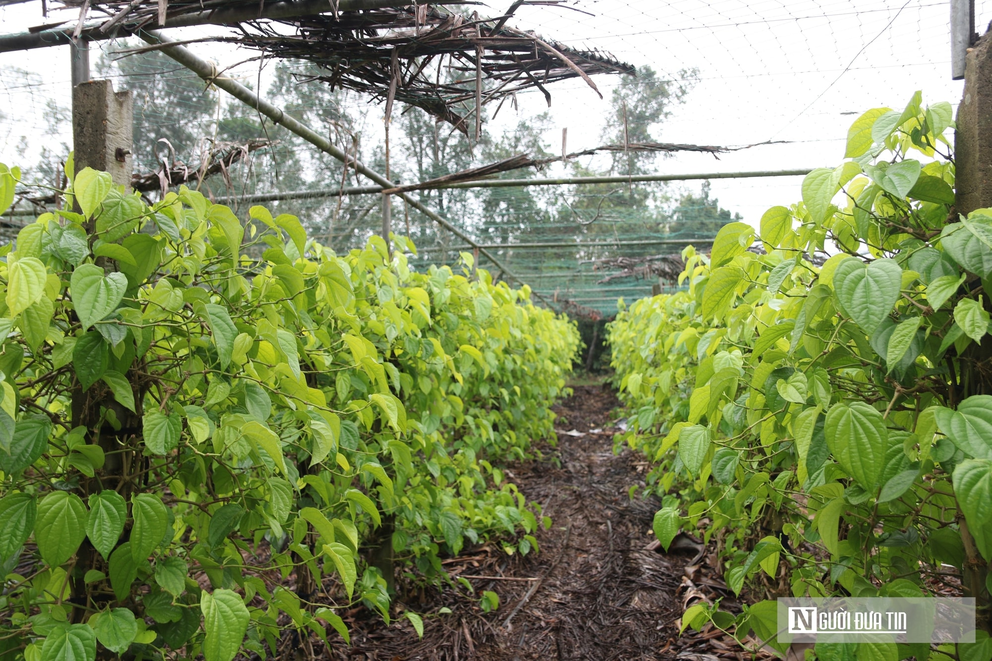 Người dân trồng loài cây "đếm lá tính tiền" tất bật vào vụ Tết- Ảnh 17. Người dân trồng loài cây "đếm lá tính tiền" tất bật vào vụ Tết- Ảnh 17.