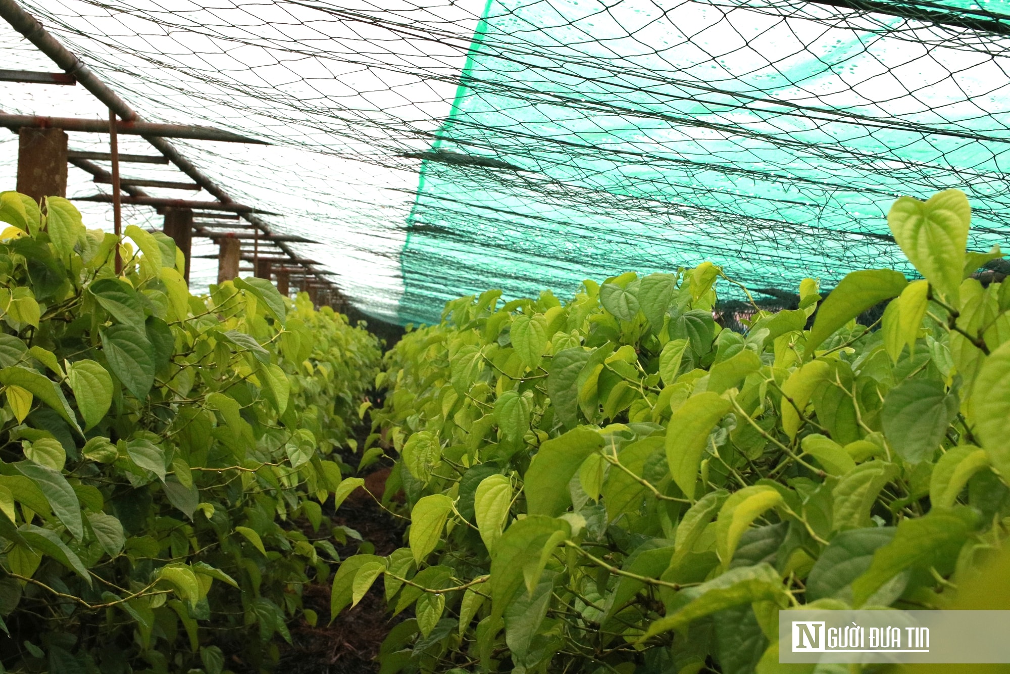 Người dân trồng loài cây "đếm lá tính tiền" tất bật vào vụ Tết- Ảnh 8. Người dân trồng loài cây "đếm lá tính tiền" tất bật vào vụ Tết- Ảnh 8.