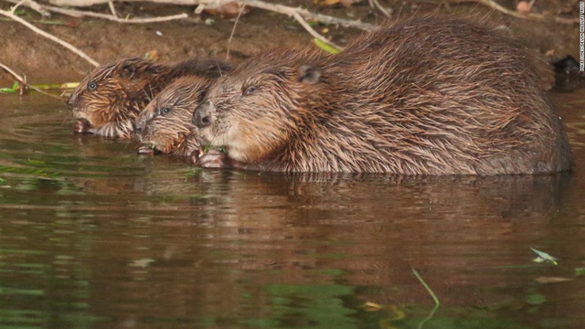 Loài vật quý hiếm bậc nhất hành tinh, ngỡ tuyệt chủng 400 năm bất ngờ "tái xuất" - Ảnh 2.