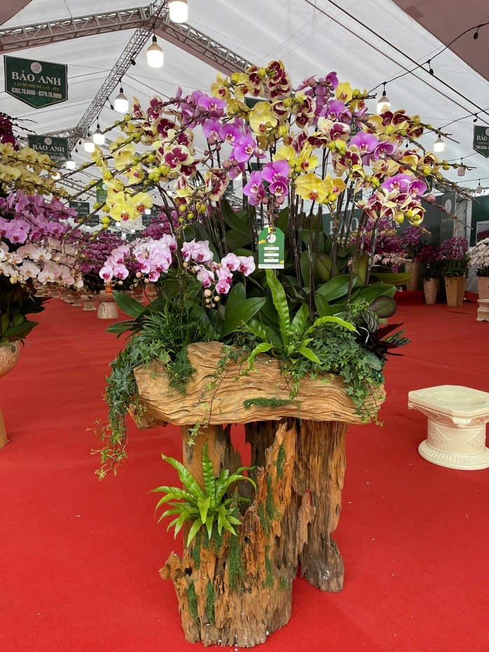 Lan hồ điệp tiền triệu tràn ngập vỉa hè Hà Nội dịp Tết Nguyên đán - Ảnh 6.