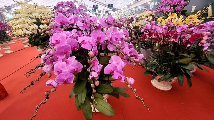 Lan hồ điệp tiền triệu tràn ngập vỉa hè Hà Nội dịp Tết Nguyên đán - Ảnh 4.