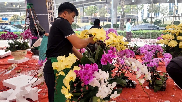 Lan hồ điệp tiền triệu tràn ngập vỉa hè Hà Nội dịp Tết Nguyên đán - Ảnh 5.