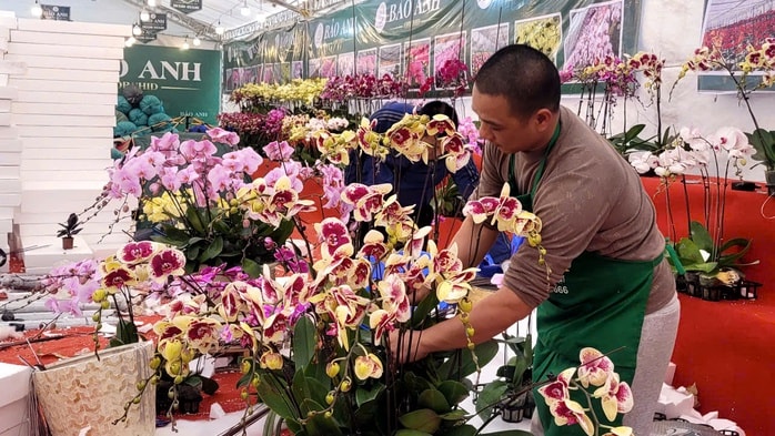 Lan hồ điệp tiền triệu tràn ngập vỉa hè Hà Nội dịp Tết Nguyên đán - Ảnh 1.