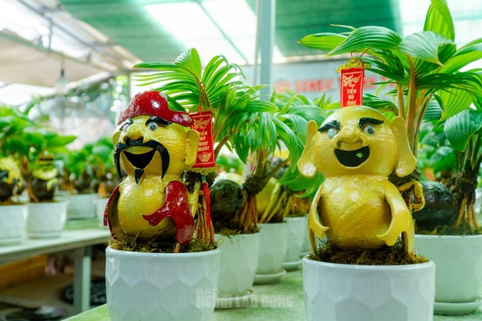 Dừa bonsai Mã đáo thành công: Nghệ thuật và kinh tế Tết Bính Ngọ 2026 - Ảnh 3.