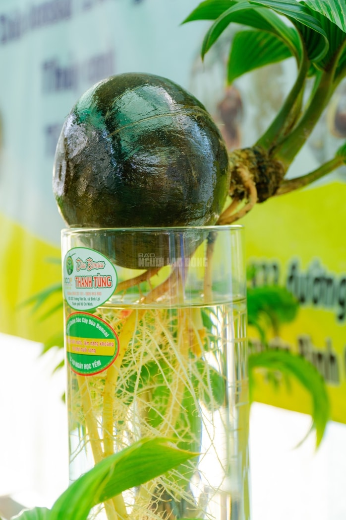 Dừa bonsai Mã đáo thành công: Nghệ thuật và kinh tế Tết Bính Ngọ 2026 - Ảnh 10.