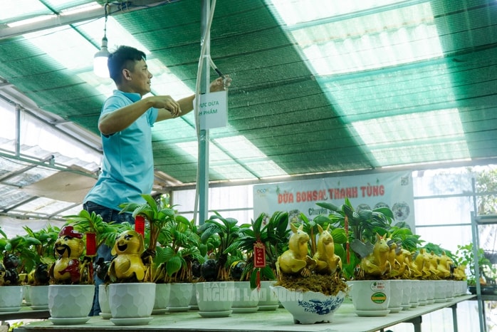 Dừa bonsai Mã đáo thành công: Nghệ thuật và kinh tế Tết Bính Ngọ 2026 - Ảnh 11.