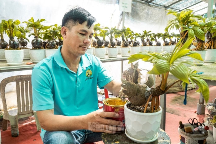 Dừa bonsai Mã đáo thành công: Nghệ thuật và kinh tế Tết Bính Ngọ 2026 - Ảnh 12.