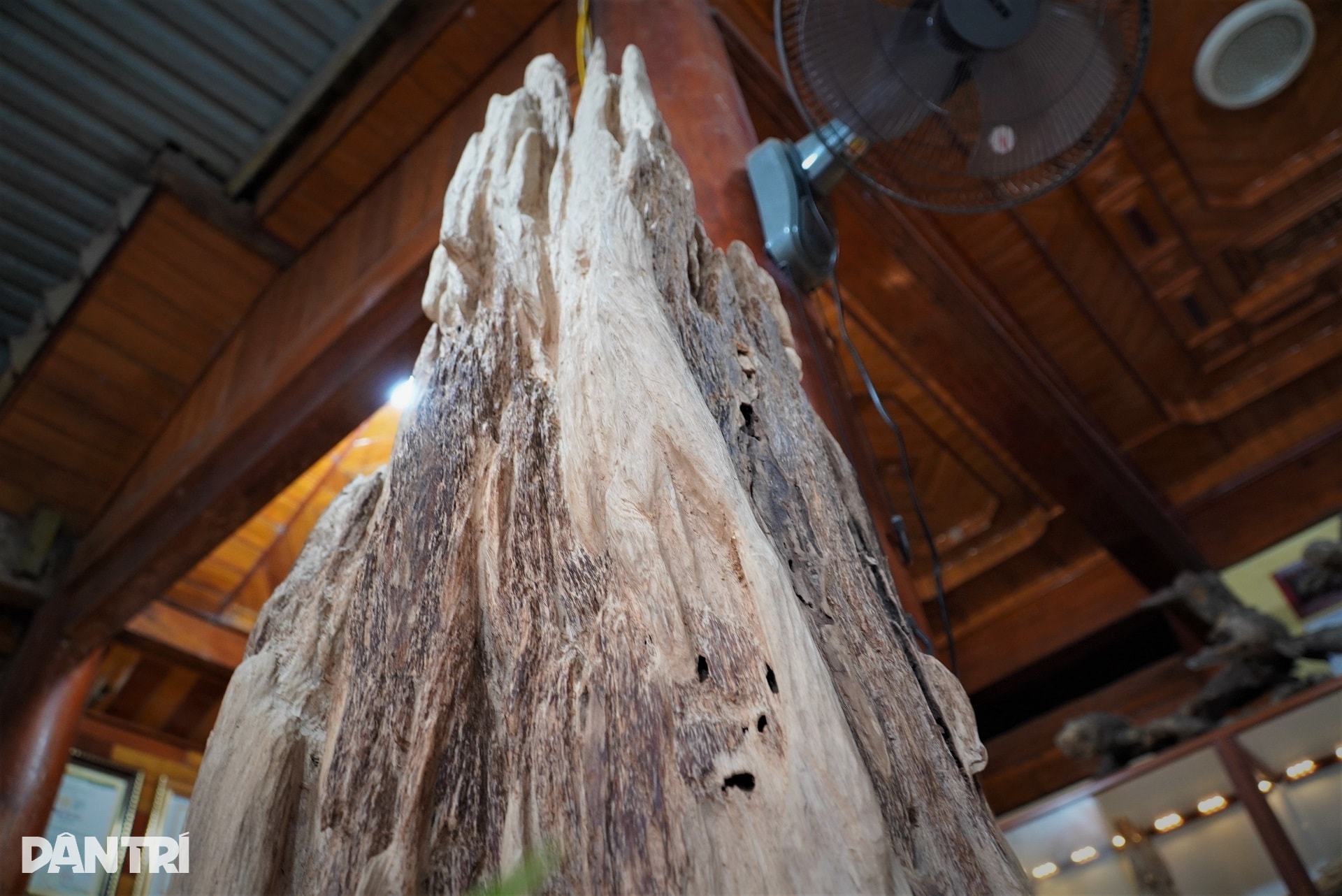 Khúc gỗ trăm tuổi dài 2m, được trả giá hơn nửa tỷ đồng - 5