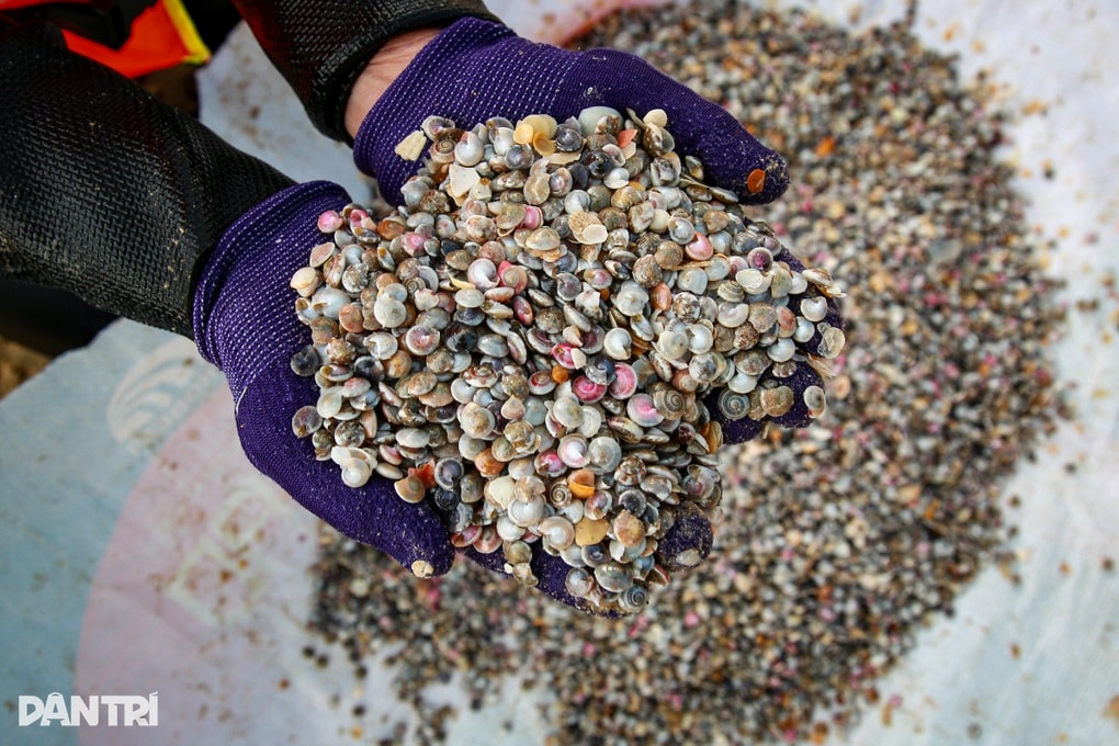 Ngư dân đạp sóng, đi giật lùi bắt ốc tí hon kiếm tiền triệu tiêu Tết - 3 Ngư dân đạp sóng, đi giật lùi bắt ốc tí hon kiếm tiền triệu tiêu Tết - 3