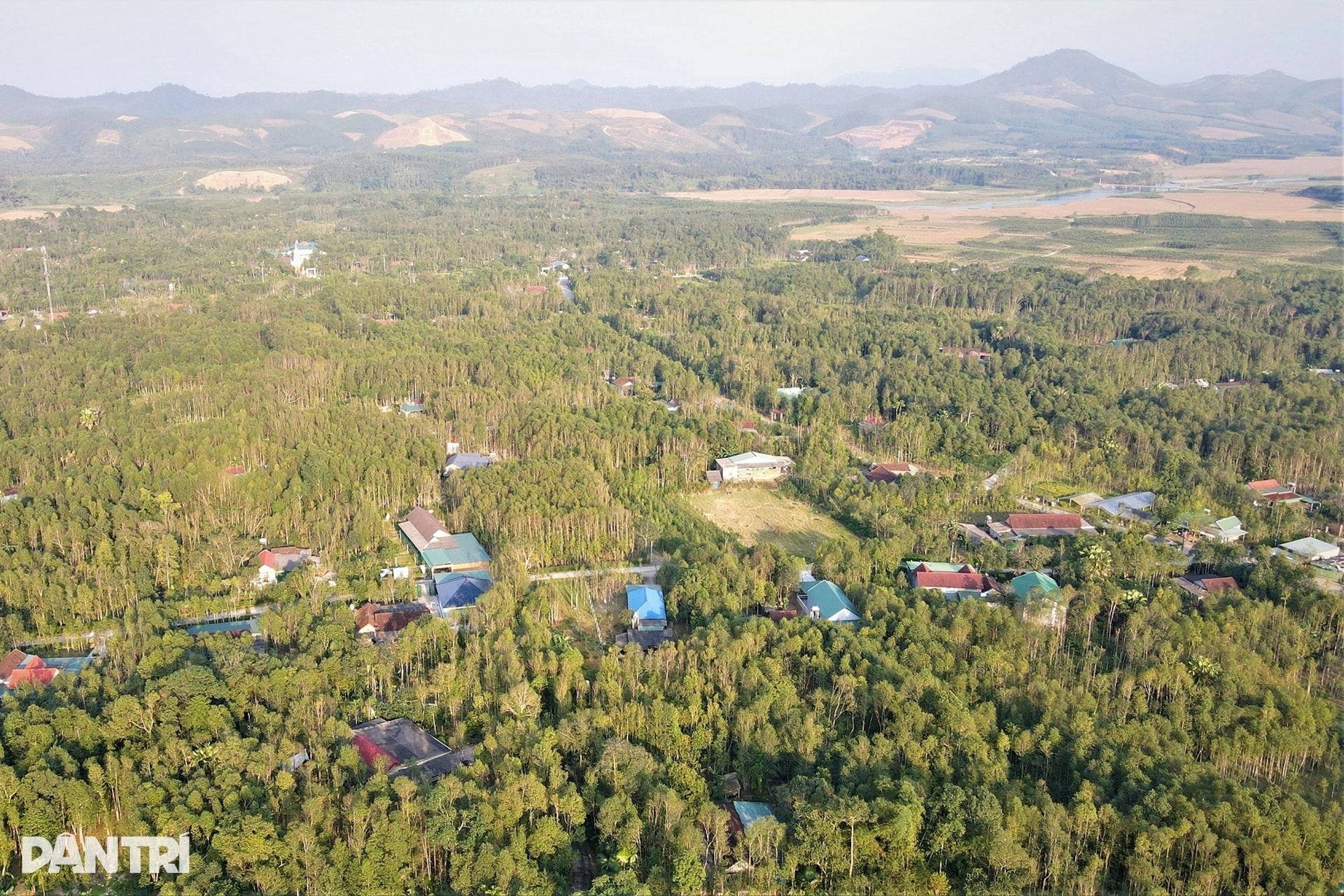 Khúc gỗ trăm tuổi dài 2m, được trả giá hơn nửa tỷ đồng - 1