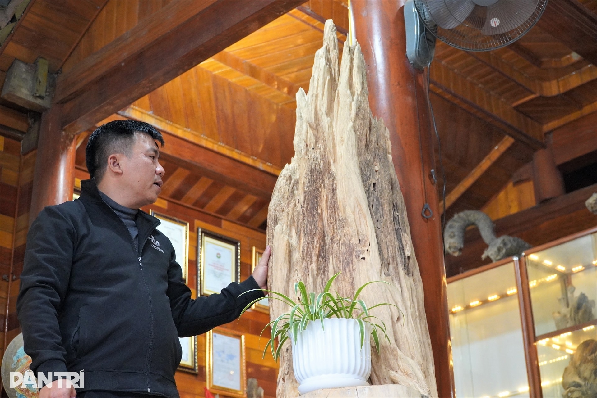 Khúc gỗ trăm tuổi dài 2m, được trả giá hơn nửa tỷ đồng - 4