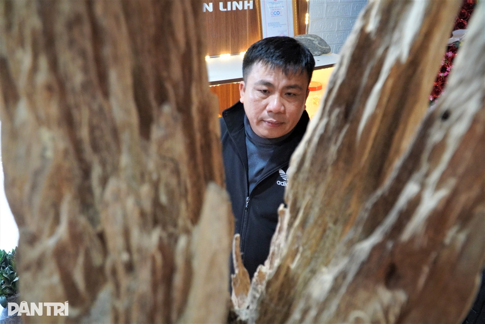 Khúc gỗ trăm tuổi dài 2m, được trả giá hơn nửa tỷ đồng - 6