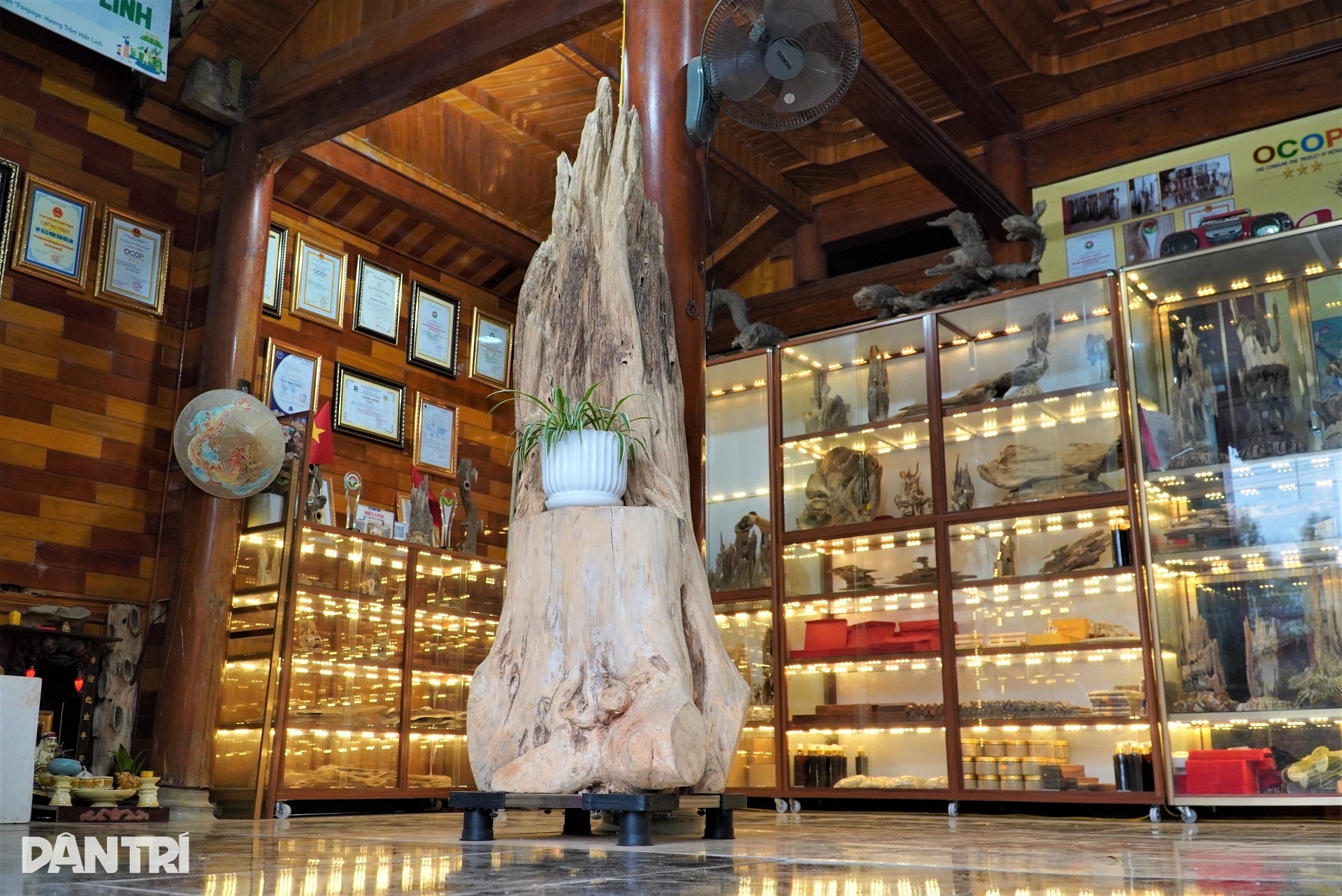 Khúc gỗ trăm tuổi dài 2m, được trả giá hơn nửa tỷ đồng - 3