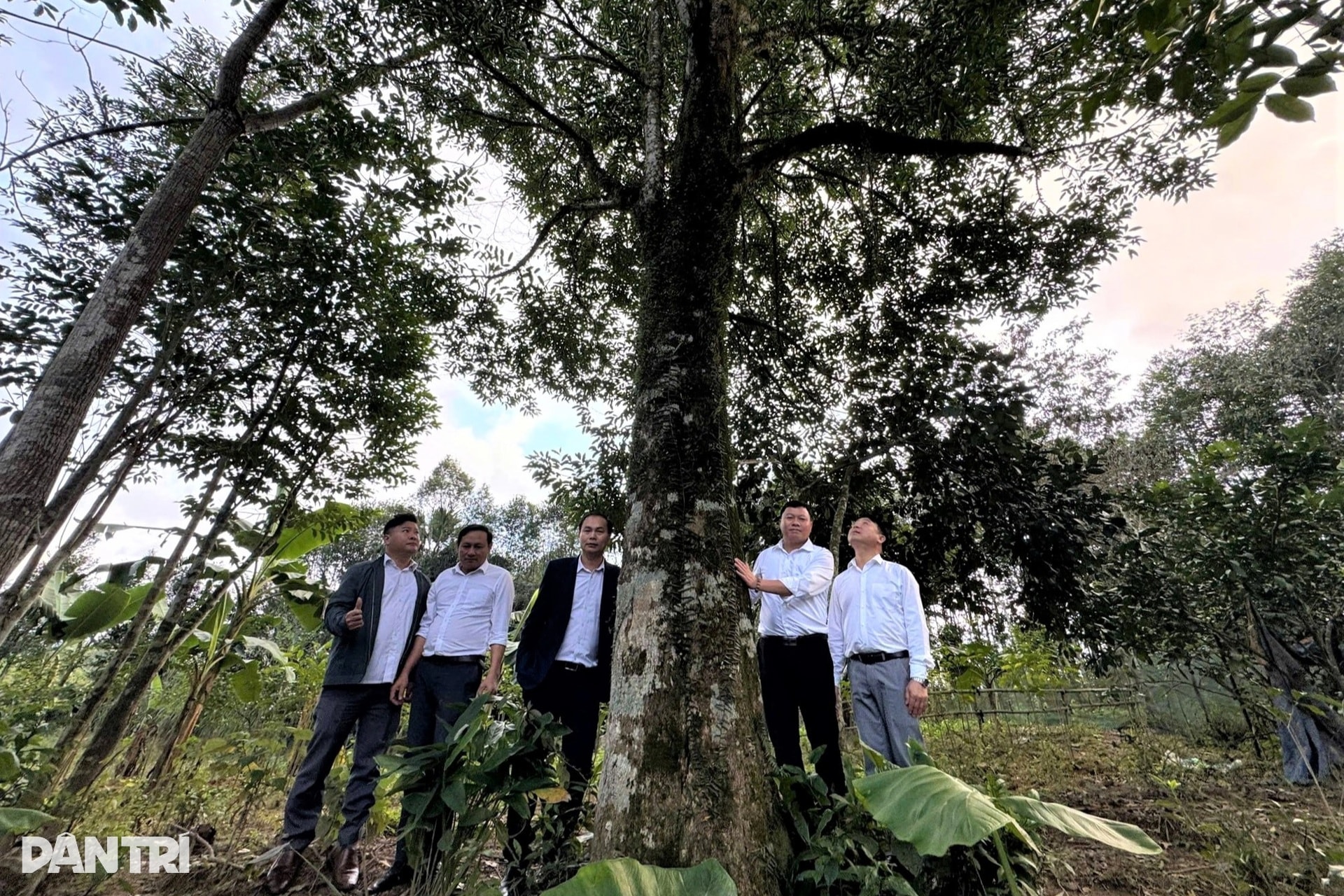 Khúc gỗ trăm tuổi dài 2m, được trả giá hơn nửa tỷ đồng - 2