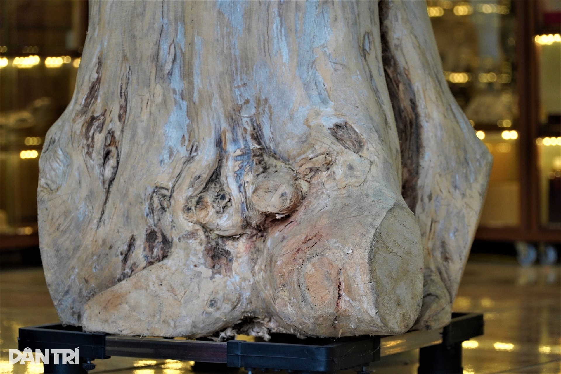 Khúc gỗ trăm tuổi dài 2m, được trả giá hơn nửa tỷ đồng - 7