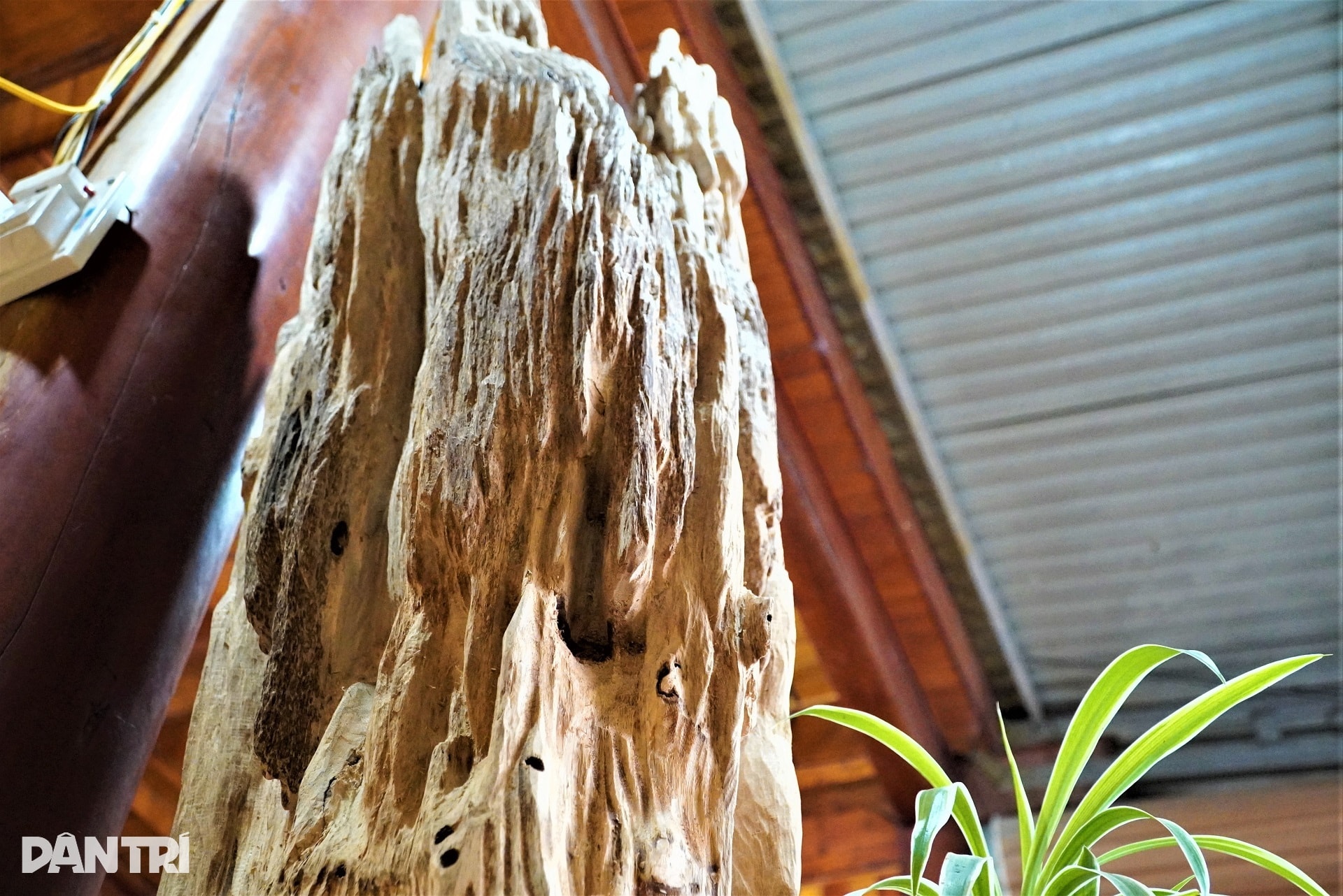 Khúc gỗ trăm tuổi dài 2m, được trả giá hơn nửa tỷ đồng - 9