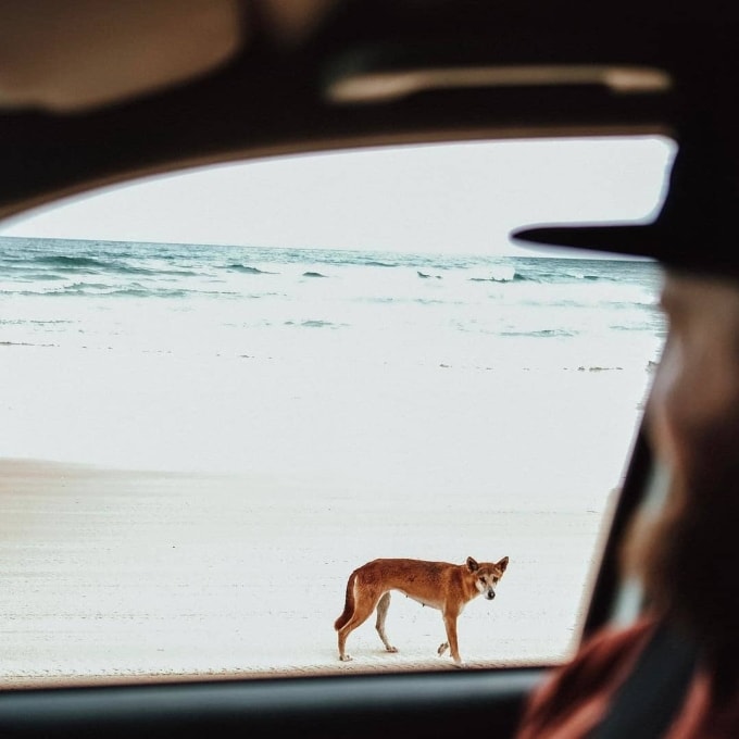 Chó dingo ở Australia. Ảnh: @discoveryfraserisland