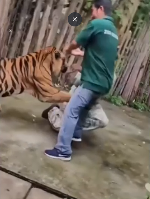 Ôm hổ chụp ảnh, người đàn ông bị vồ, diễn biến sau đó khiến ai cũng "sốc" - Ảnh 2.