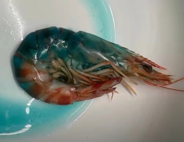Tôm nấu chín chuyển sang màu xanh, bà nội trợ sợ hãi không dám ăn - Ảnh 1.
