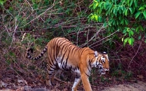 Ôm hổ chụp ảnh, người đàn ông bị hổ vồ, diễn biến sau đó khiến ai cũng "sốc" - Ảnh 3.